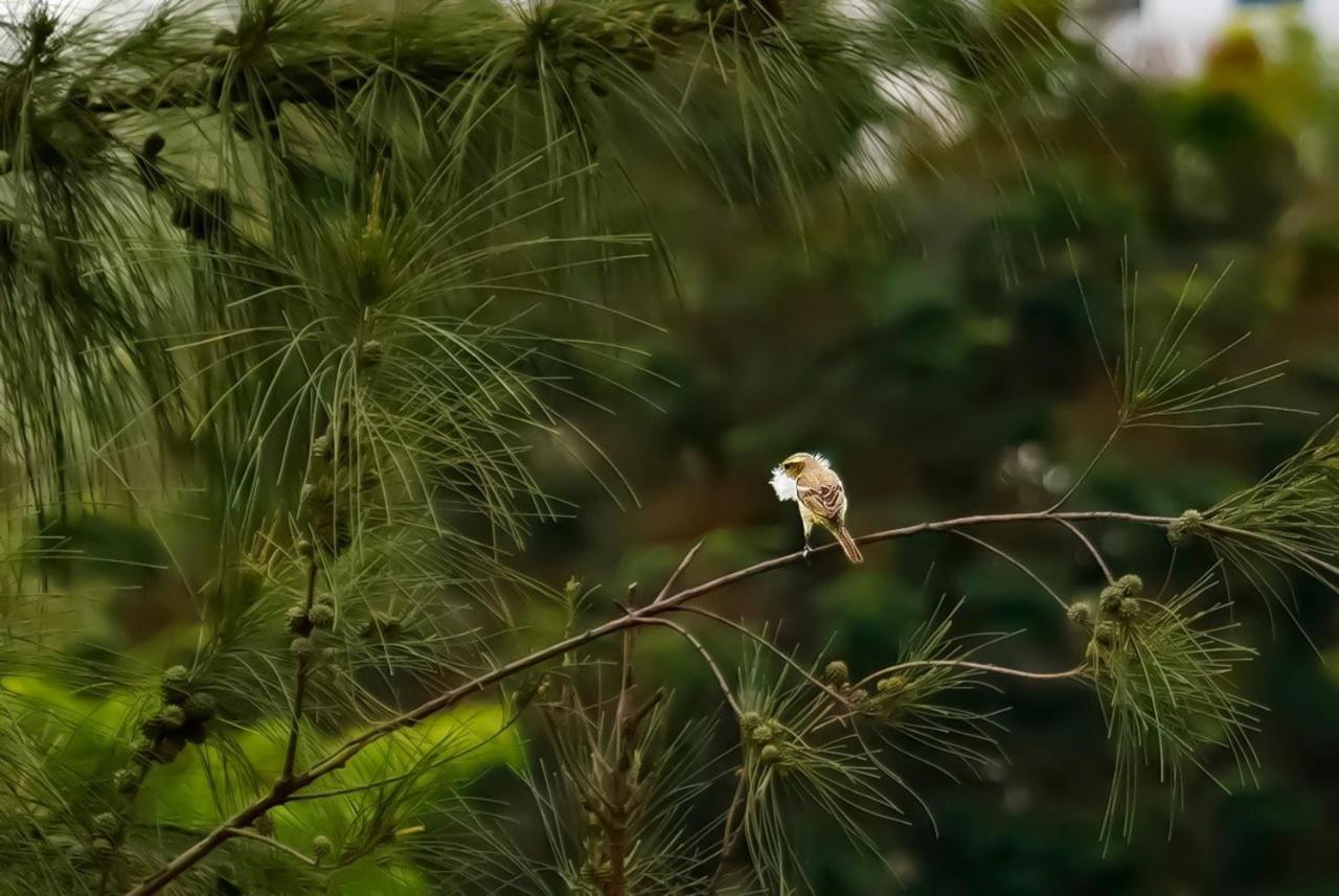 Cobi'S Home Cam Lam Ngoại thất bức ảnh